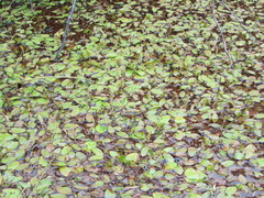 Potamogeton suboblongus