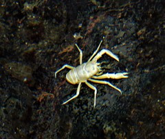 Munidopsis polymorpha