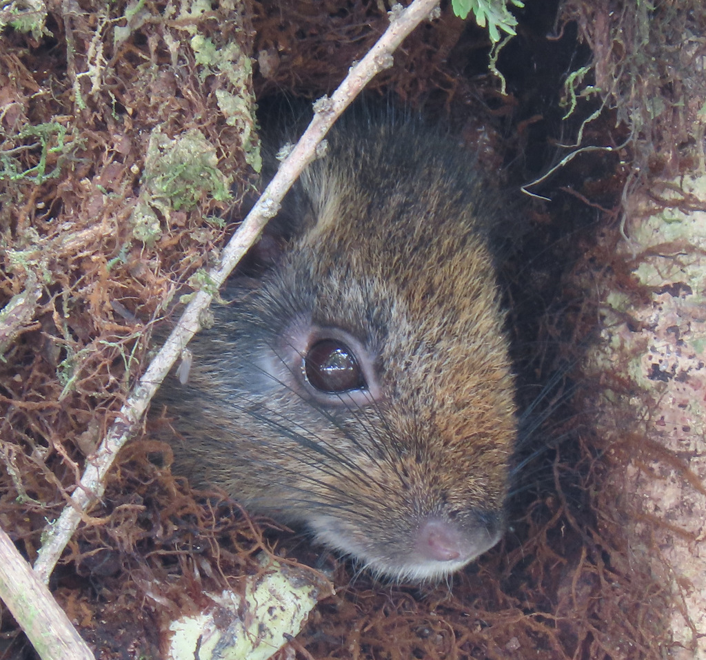 Barbara Brown's Brush-Tailed Rat