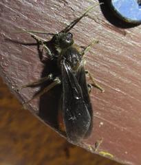 Sphaeropthalma marpesia