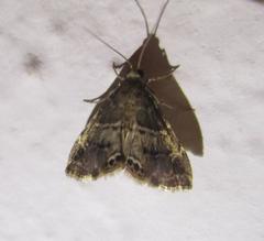 Usingeriessa