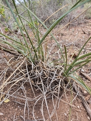 Lomandra effusa