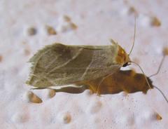 Plagiomimicus mimica