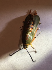 Eichlinia grande