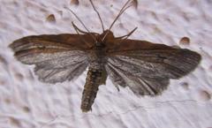 Glaucina erroraria