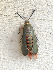 Eichlinia grande