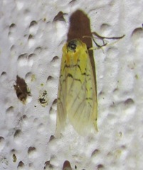 Chrysoecia atrolinea