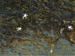 Munidopsis polymorpha