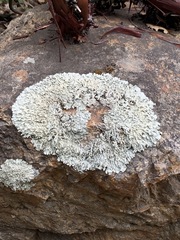 Xanthoparmelia weberi