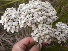 Achillea millefolium image