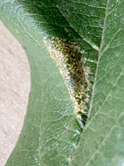 Phyllonorycter blancardella group