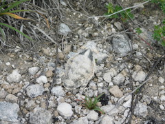 Phrynosoma braconnieri