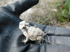 Phrynosoma braconnieri