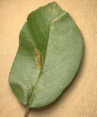 Phyllonorycter blancardella group