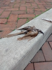 Coccyzus erythropthalmus