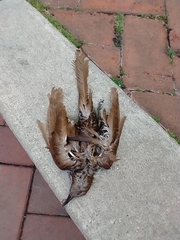 Coccyzus erythropthalmus