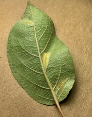 Phyllonorycter blancardella group