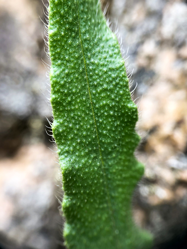 Vaistinis godas nuotrauka