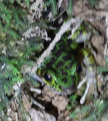 Odorrana tianmuii