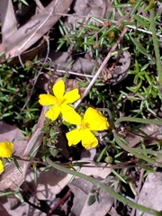 Hibbertia exutiacies