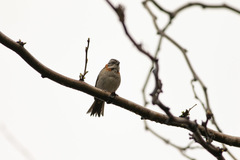 Zonotrichia capensis chilensis
