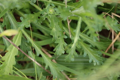 Brachyscome diversifolia