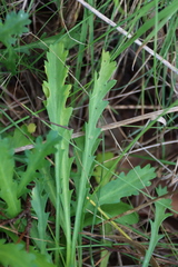 Brachyscome diversifolia