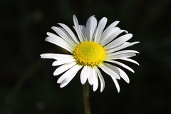 Brachyscome diversifolia