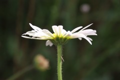 Brachyscome diversifolia