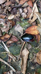 Opisthoplatia