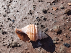 Neptunea decemcostata