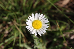 Brachyscome diversifolia