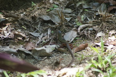 Aspidoscelis angusticeps
