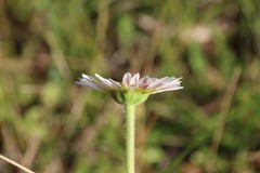Brachyscome diversifolia