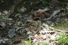 Aspidoscelis angusticeps