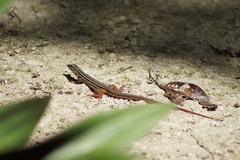 Aspidoscelis angusticeps