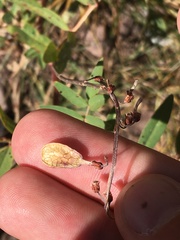 Hedysarum occidentale