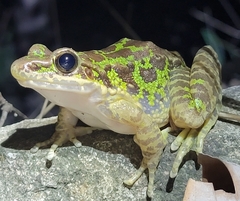 Odorrana tianmuii