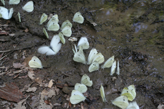 Pieris napi meridionalis