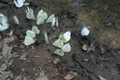 Pieris napi meridionalis