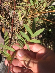 Hedysarum occidentale