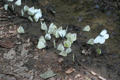 Pieris napi meridionalis