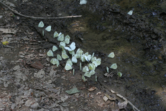 Pieris napi meridionalis
