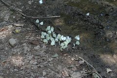 Pieris napi meridionalis