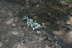Pieris napi meridionalis