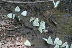 Pieris napi meridionalis