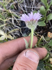 Erigeron ochroleucus
