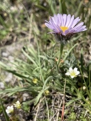 Erigeron ochroleucus