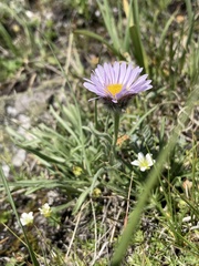 Erigeron ochroleucus