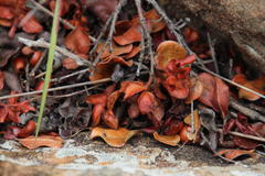 Diospyros scabrida cordata